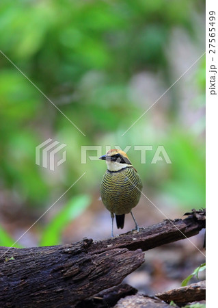 キマユシマヤイロチョウ 27565499