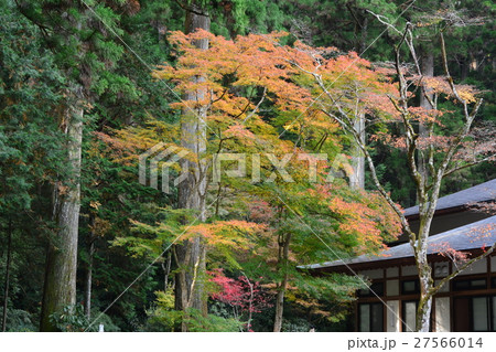 秋の小國神社　古代の森 27566014