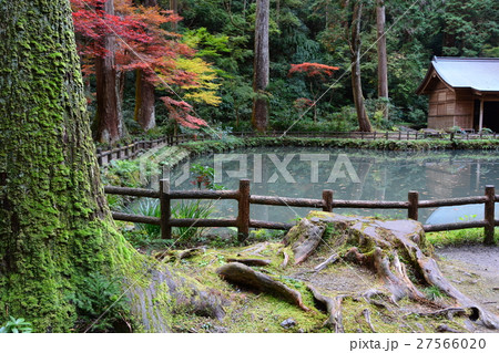 秋の小國神社　古代の森 27566020