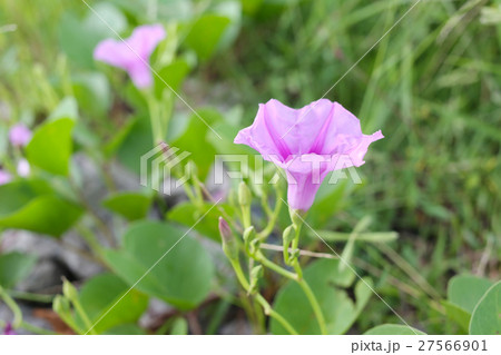 Blooming Ipomoea flower or Beach morning glory. 27566901