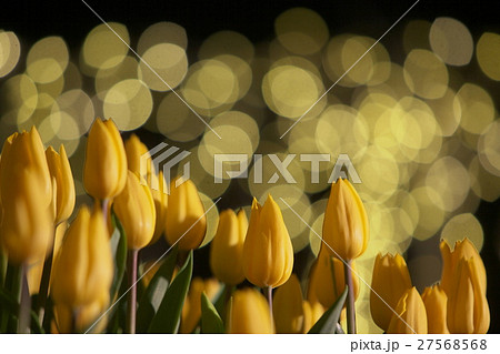 黄色い夜の花畑 27568568