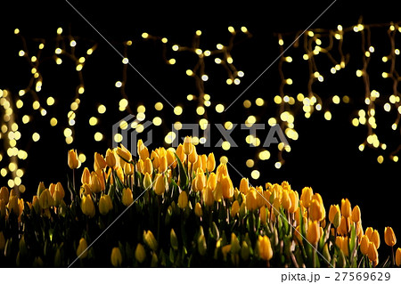 黄色い夜のチューリップ山の写真素材