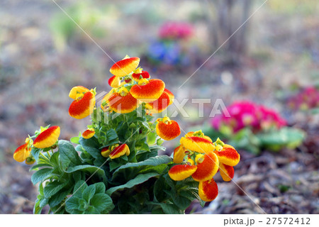 冬のカルセオラリア 27572412