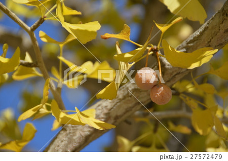 銀杏の実(秩父ミューズパーク/埼玉県秩父市) 銀杏の実(秩父ミューズパーク/埼玉県秩父市) 27572479