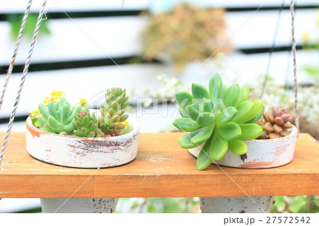 多肉植物の寄せ植え 27572542