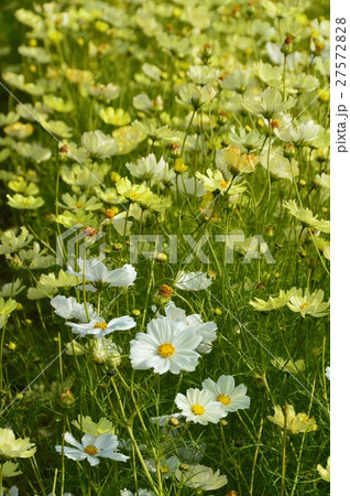 コスモスの花畑(神戸布引ハーブ園/兵庫県神戸市中央区) コスモスの花畑(神戸布引ハーブ園/兵庫県神戸市中央区) 27572828