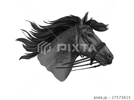 Horse trotter in bridle racing vector sketch 27573615