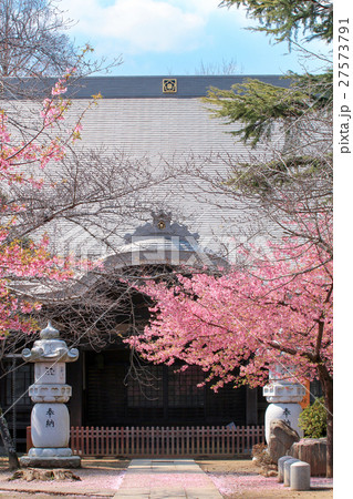満開の桜 27573791