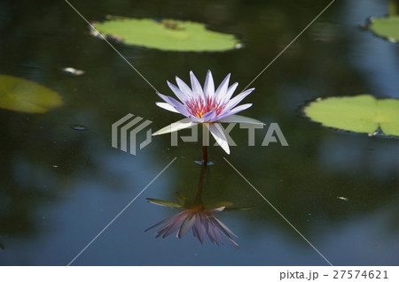 睡蓮の花(Flower of Water Lily) 27574621
