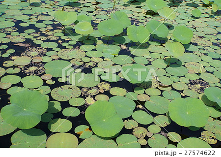 スイレン目 蓮の葉 睡蓮の葉 水生植物の写真素材