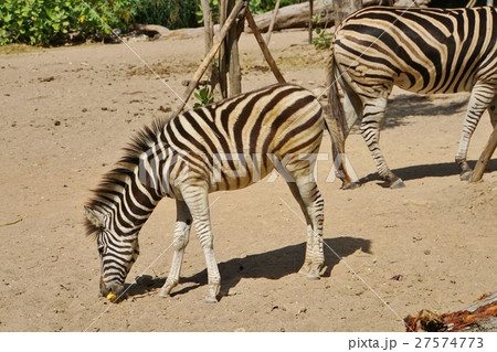 シマウマ(zebra)、動物園(Zoo)、サファリ(Safari) シマウマ(zebra)、動物園(Zoo)、サファリ(Safari) 27574773