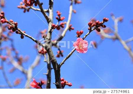 梅の花　旭牡丹　冬の花 27574961