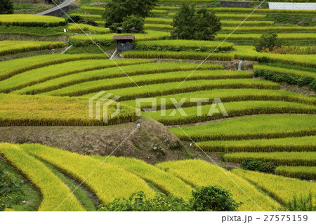 田園風景　棚田 27575159