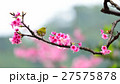 桜 さくら サクラ 27575878