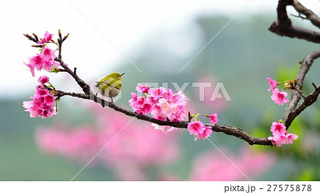 桜 さくら サクラ 27575878
