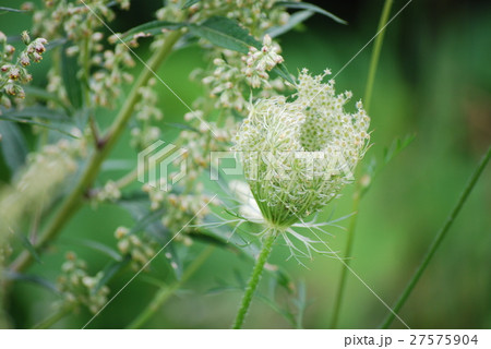 のらにんじん 27575904