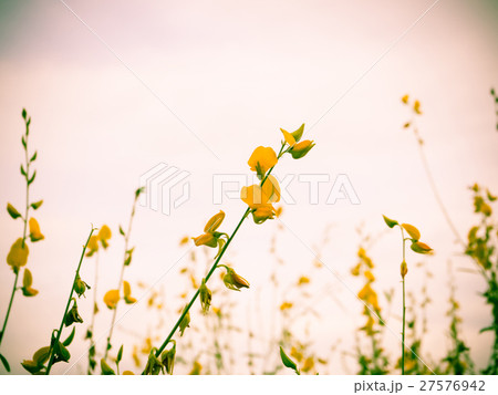 Abstract vintage of sunhemp field Abstract vintage of sunhemp field 27576942