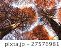 高いメタセコイアの紅葉を見上げる 27576981