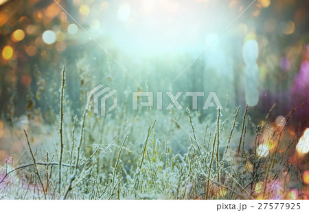 Frozen grass Frozen grass 27577925