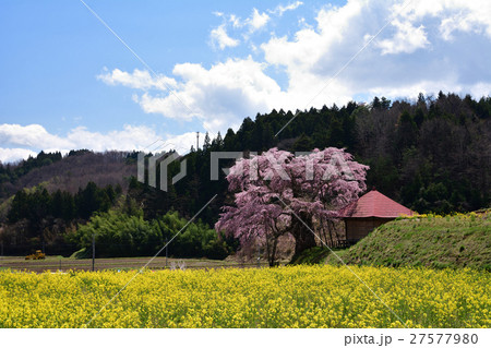 上石の不動桜 (横) 上石の不動桜 (横) 27577980