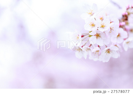 桜の花　アップ 27578077