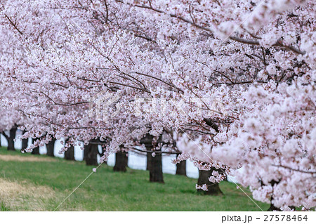 緑地の桜並木 緑地の桜並木 27578464