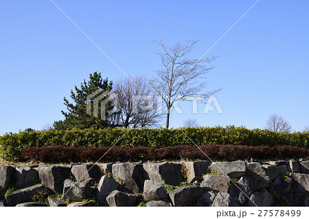 冬の公園 冬の公園 27578499