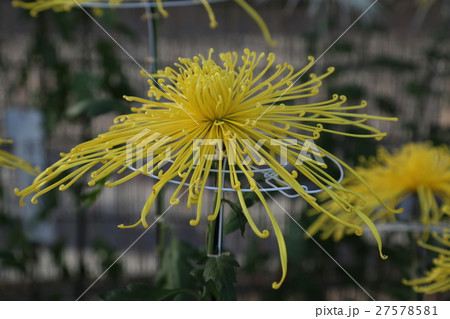 秋の花、菊 27578581