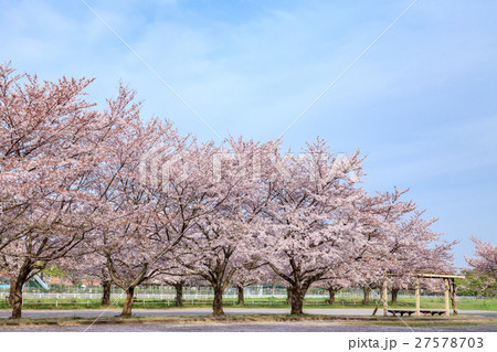 青空と緑地の桜　大宮公園 27578703