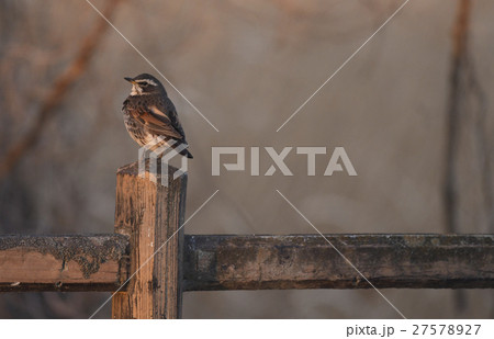 ツグミ　鶫　つぐみ　野鳥　小鳥　鳥　渡良瀬遊水地　冬　野生 27578927