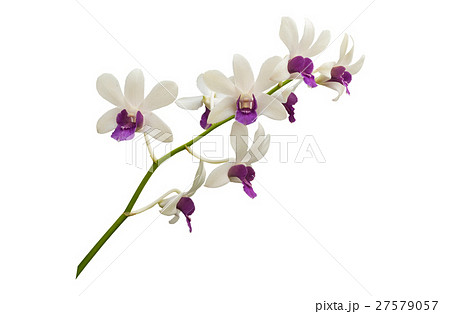 light white orchid with branch on white background light white orchid with branch on white background 27579057