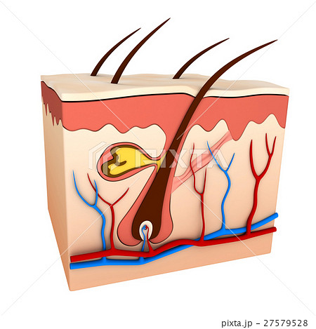 Hair follicle 27579528