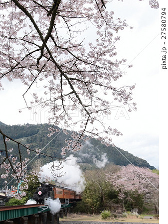 SLと桜 SLと桜 27580794