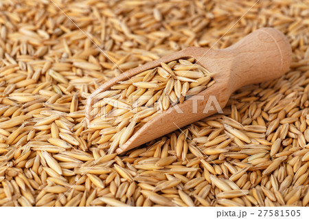 natural oat grains with husk 27581505
