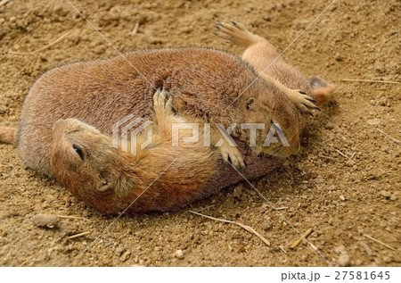 プレーリードック 27581645