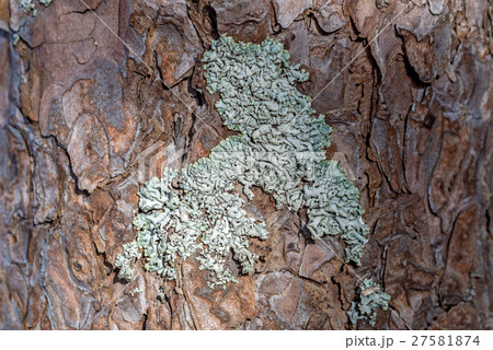 Close up of colorful lichen Close up of colorful lichen 27581874