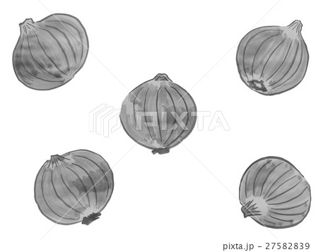 たまねぎ 水墨画 イラストのイラスト素材 2759