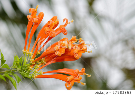 Orange trumpet, Flame flower, Fire-cracker vine le 27583363