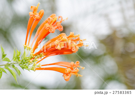 Orange trumpet, Flame flower, Fire-cracker vine le 27583365