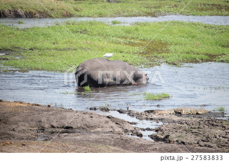カバとトリとワニの写真素材 2753