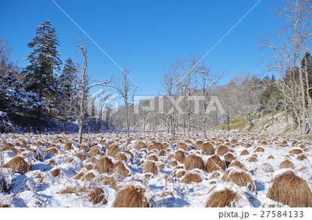 ヤチボウズ 27584133