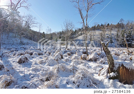 ヤチボウズ 27584136