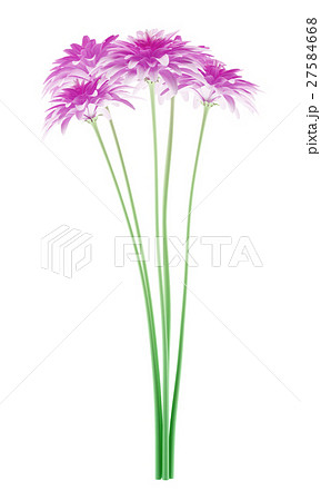 pink chrysanthemum flower isolated on white  27584668