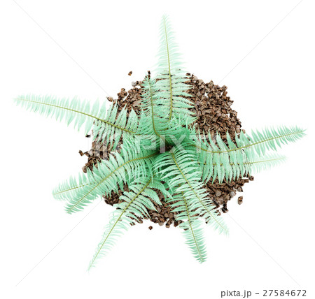 top view of fern plant isolated on white top view of fern plant isolated on white 27584672