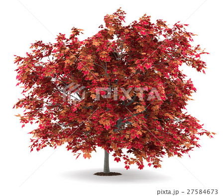 japanese maple tree isolated on white background japanese maple tree isolated on white background 27584673