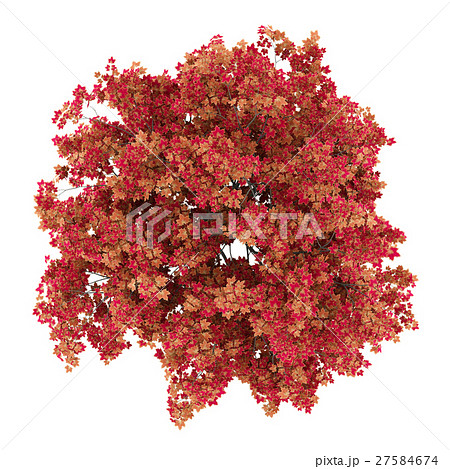 top view of japanese maple tree isolated on white 27584674
