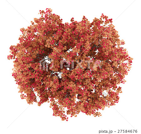 japanese maple tree isolated on white background japanese maple tree isolated on white background 27584676