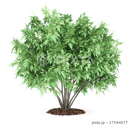 amur maple tree isolated on white background amur maple tree isolated on white background 27584677