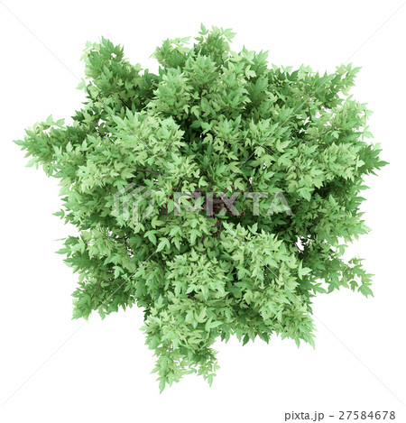 top view of amur maple tree isolated on white top view of amur maple tree isolated on white 27584678