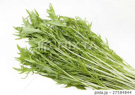 水菜 シンプル 白バックの写真 27584844